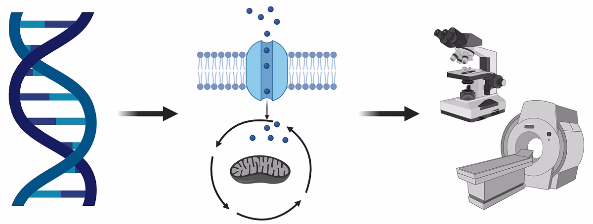 Tee Laboratory research on signaling networks and cellular metabolism